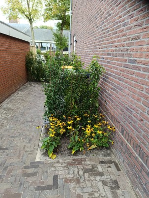 Geniet van een Onderhoudsarme Tuin vol Leven en Kleur