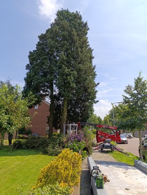 Bomenverzorging in Actie