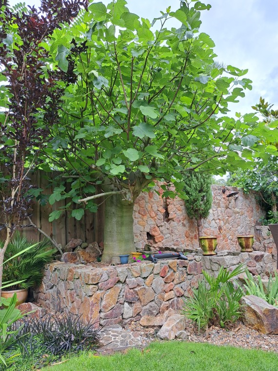 Een Oase van Rust in Eigen Tuin