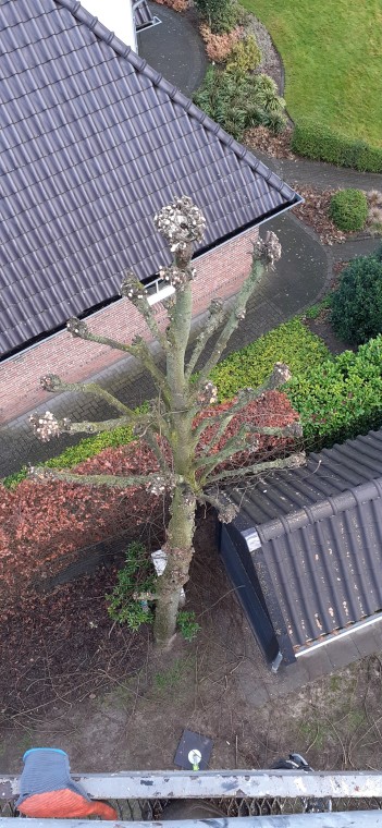 Bomenverzorging in Actie
